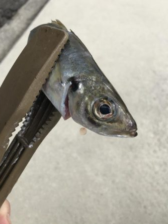 春アジングは楽しい！