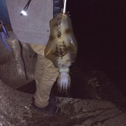 エギング、ヤエン