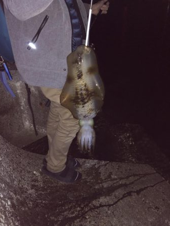 エギング、ヤエン