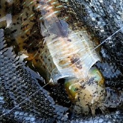 自粛明け2ハイ目のアオリGET!サイズup⤴⤴