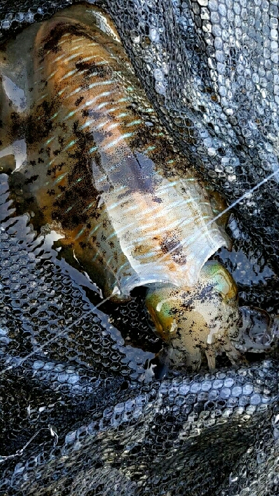 自粛明け2ハイ目のアオリGET！サイズup…