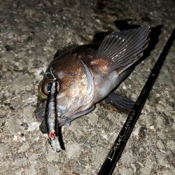 今年もこの季節がやってきましたよ！