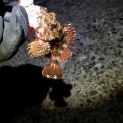 サゴシを落とした。