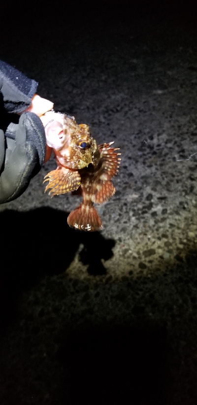 サゴシを落とした。