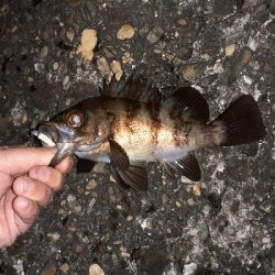 今日もメバリング