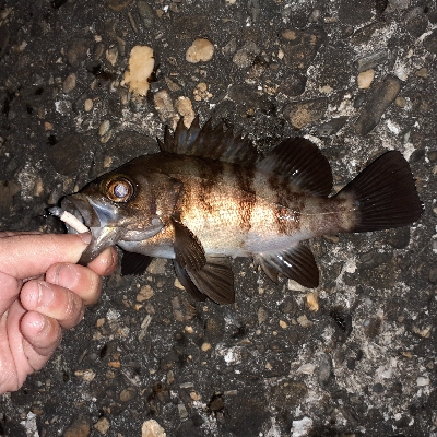 今日もメバリング