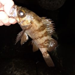 はじめてのフロートリグ