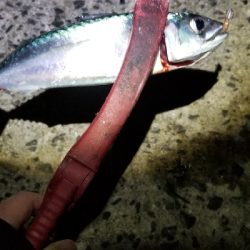 やはり千田漁港は釣れない。　