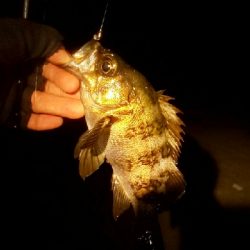 回遊メバルと回遊ヤリ