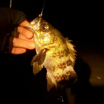 回遊メバルと回遊ヤリ