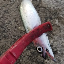 皆が狙わない時間帯で数釣り