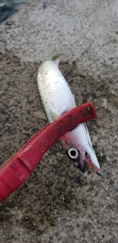 皆が狙わない時間帯で数釣り