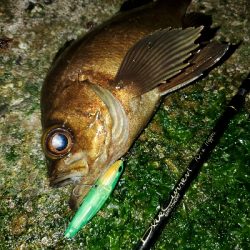 オリカラで春爆！