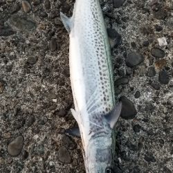 サワラと呼んでいいかな?