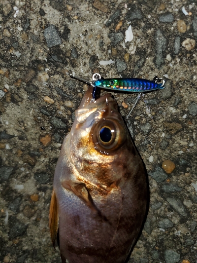 大潮パワー！？