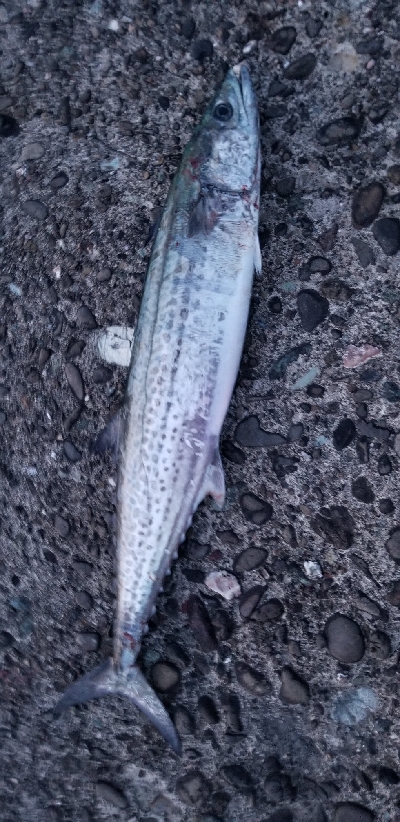 底にいたのはサッワラ～　出勤前に。