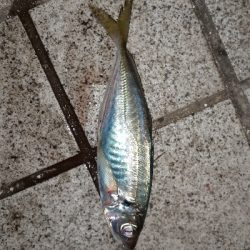 久しぶりのアジング