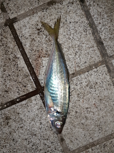 久しぶりのアジング