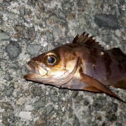 ボチボチの釣果