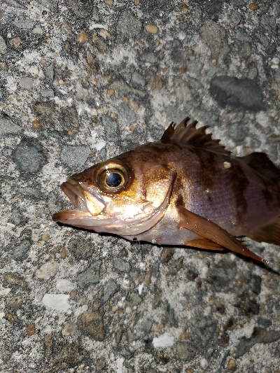 ボチボチの釣果