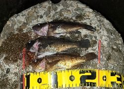 フロートメバリング