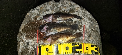 フロートメバリング