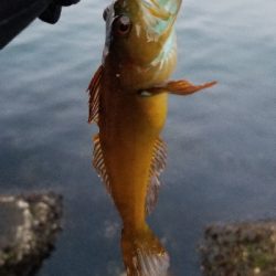 シーバス釣りの人に朗報かな。