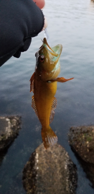 シーバス釣りの人に朗報かな。