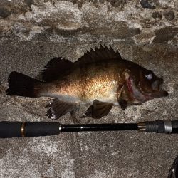 先日のリベンジメバリング❗