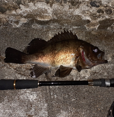 先日のリベンジメバリング❗