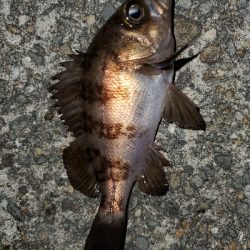 強風大潮メバル