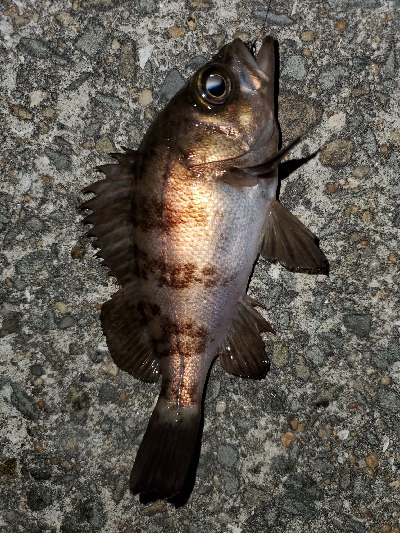 強風大潮メバル