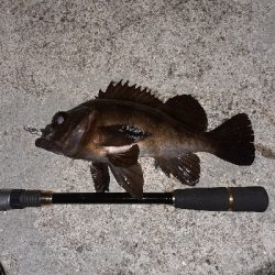 本日もメバリング~