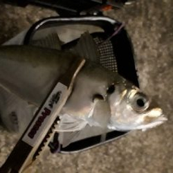 アジングと居残りメバリング