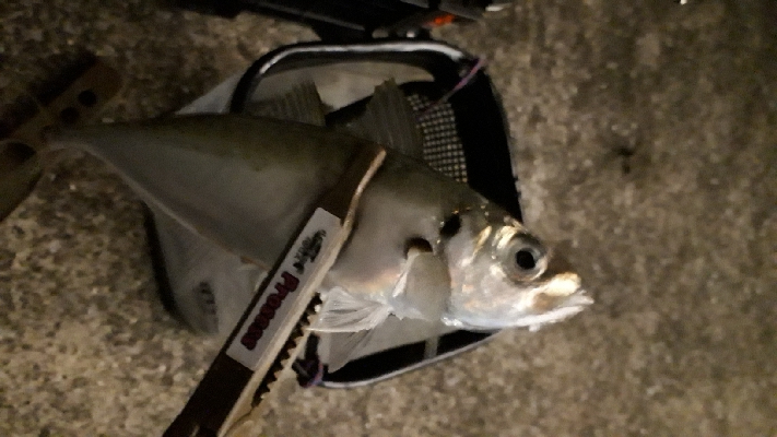 アジングと居残りメバリング