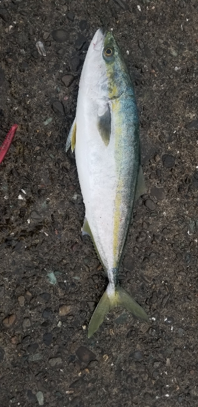 出勤前に鰤！！