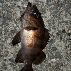 大潮微風メバリング