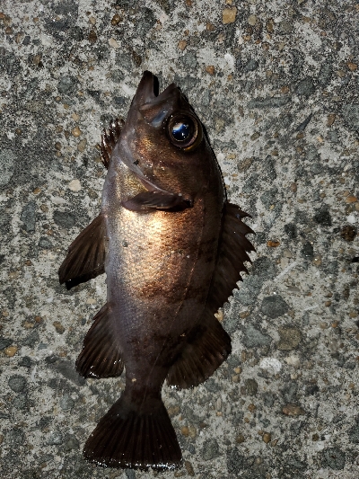 大潮微風メバリング