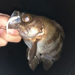 今日のメバルはしぶいです