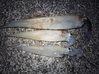 釣れる事を信じて