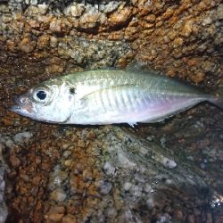 メバリングが……