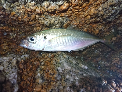 メバリングが……