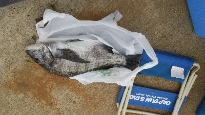 １年ぶりのクロダイ