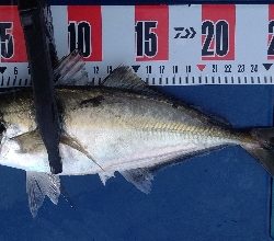 久しぶりの良型!