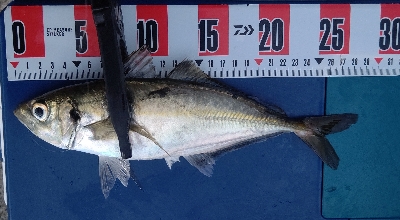 久しぶりの良型!