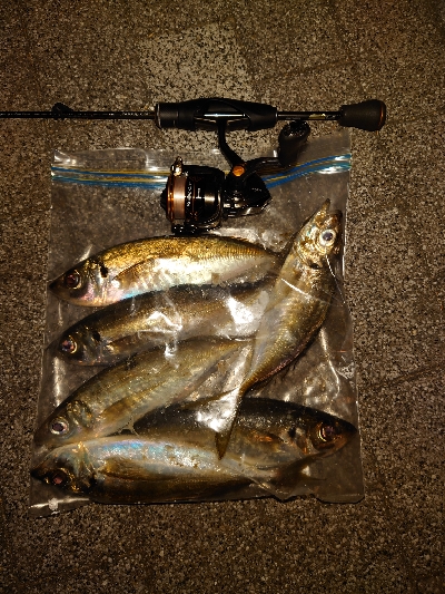 アジング修行っ！！