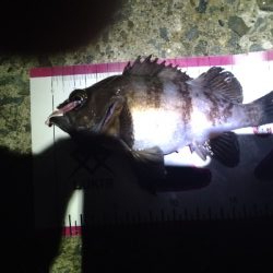 サイズアップ目指して