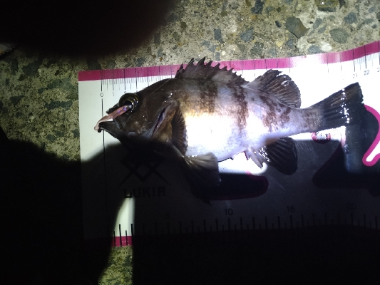 サイズアップ目指して