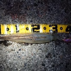 月夜ヤリイカエギング