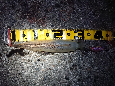 月夜ヤリイカエギング